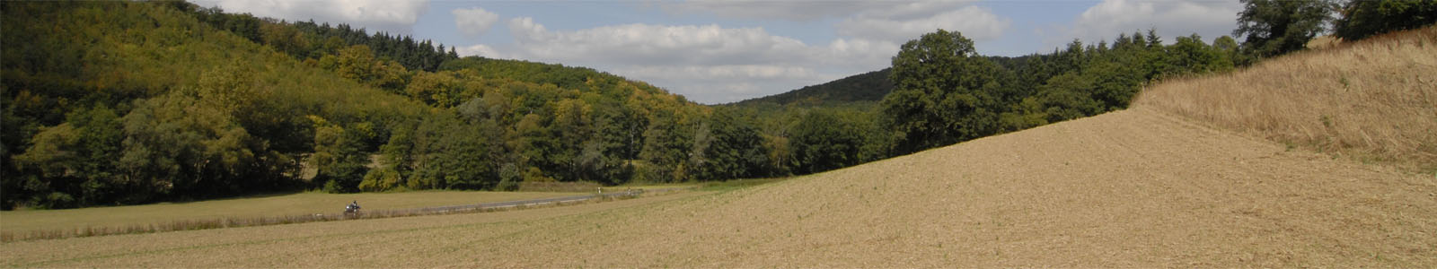 Getreidefeld mit Wald im Hintergrund © Dienstleistungszentren Ländlicher Raum